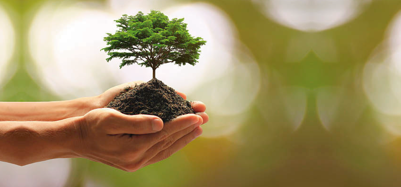 – Dia da Árvore | ISO 14001