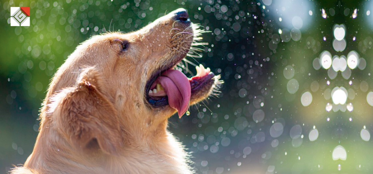 Verão pet – Como dar mais qualidade de vida para os cães na época mais quente do ano?